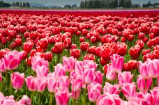 斯卡吉山谷-斯卡吉特县-doris圈圈