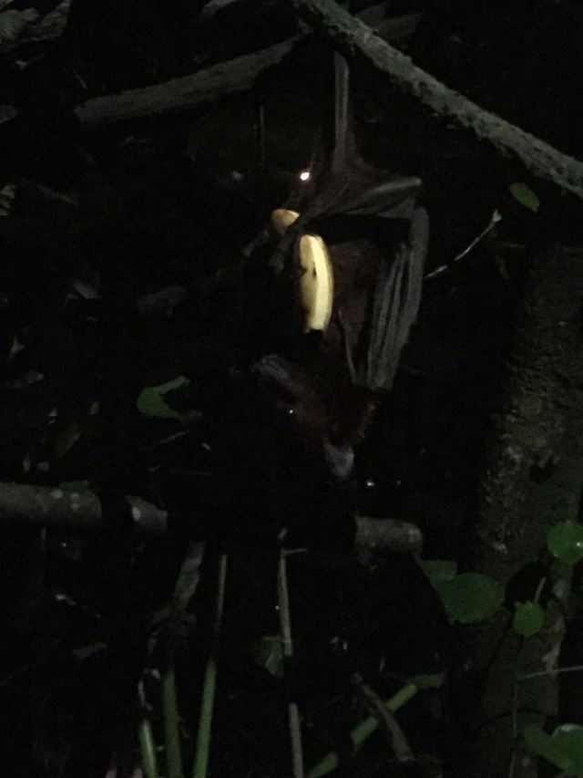 Night Safari