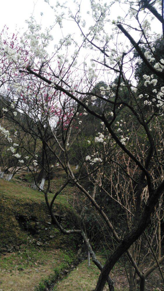 메이관(매관) 고도