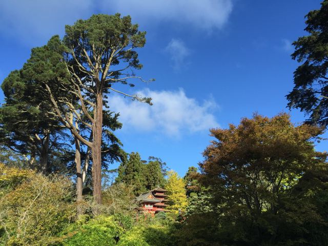 Japanese Tea Garden