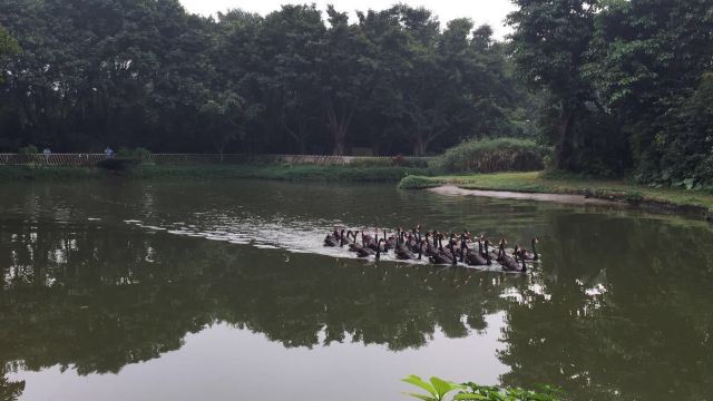 Chimelong Bird Park