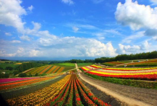 青池+白须瀑布+四季彩之丘一日游【包车游 中文司机】【[当地中文司导，行程可调]】