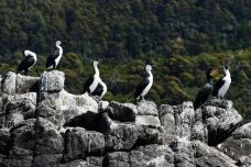 布鲁尼岛-South Bruny-doris圈圈