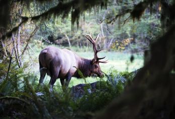 美国西雅图奥林匹克国家公园一日游【中英文导游/集合包含接送】【到访飓风崖、新月湖2大景点零距离感受世外桃源般的秀丽风光】