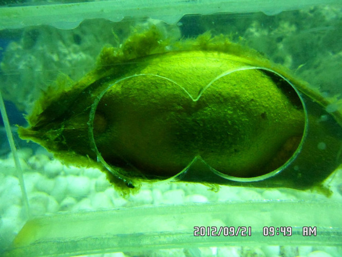                  狗鲨的奇怪的卵