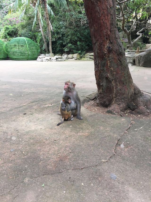 Nanwan Monkey Island