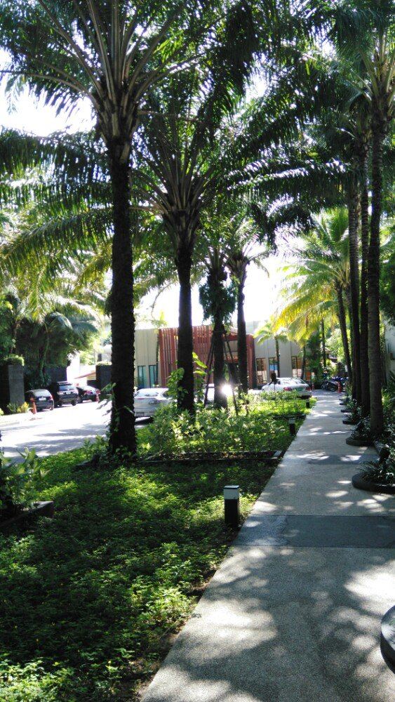 Surin Beach