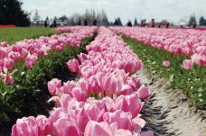 斯卡吉山谷-斯卡吉特县-Hello_Yuanzi