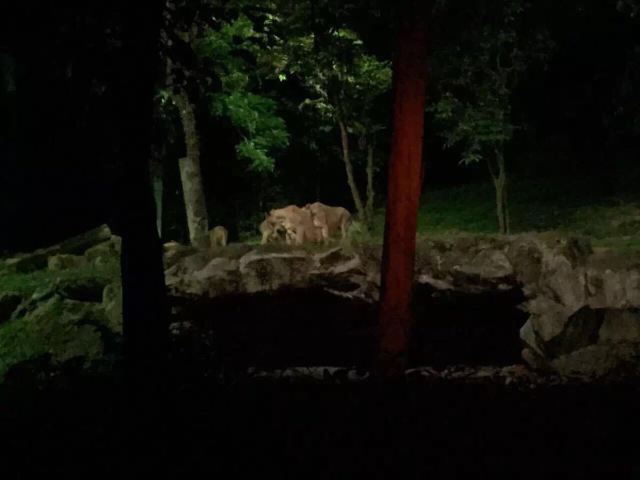 Night Safari