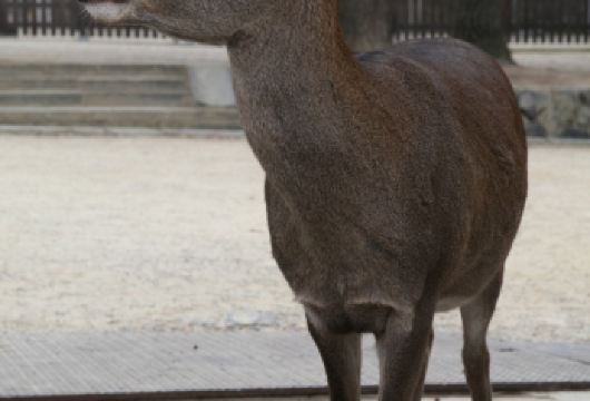日本奈良公园+伏见稻荷大社+岚山一日游【京都奈良经典景点】【当地专业“老司机”，靠谱贴心服务，详细了解日本当地风土人情】