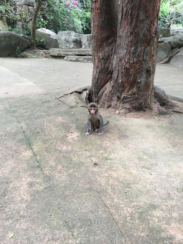 Nanwan Monkey Island