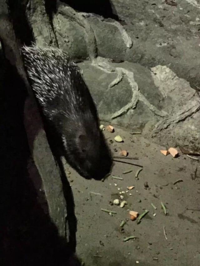 Night Safari
