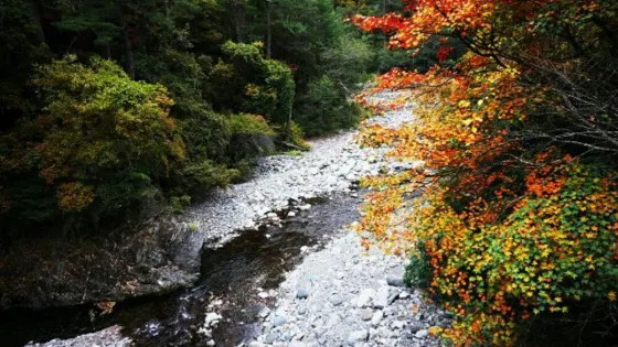 武陵國家森林遊樂區