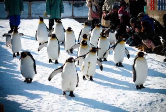 日本北海道旭山动物园美瑛青池四季彩之丘玩雪一日游【旭山动物园（110分钟,含门票）】