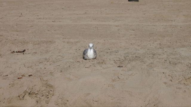 聖莫尼卡