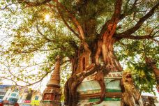 树包塔-芒市-doris圈圈