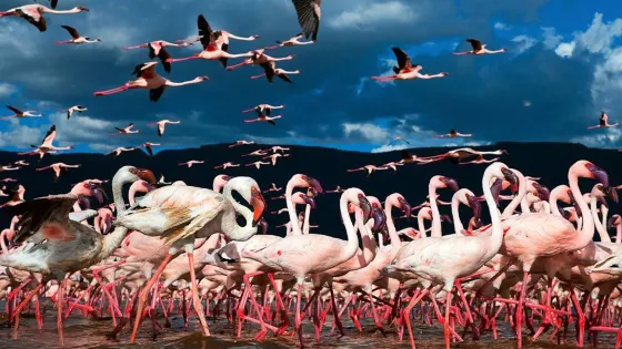 拉斯奧科爾野生動物保護區