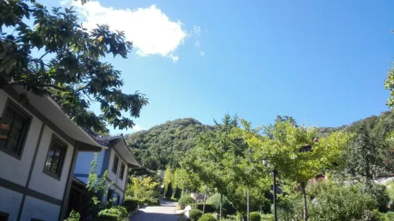 禪林寺古銀杏風景園