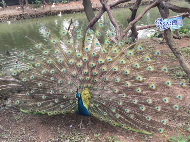 Chimelong Bird Park