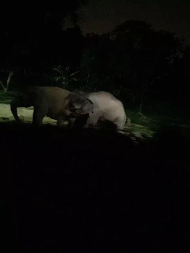 Night Safari