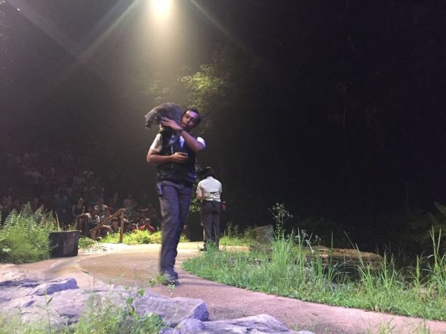Night Safari