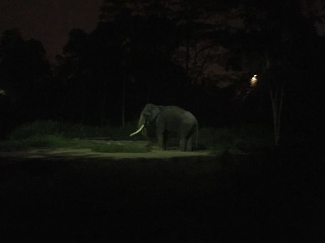 Night Safari