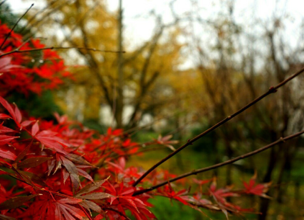 云想衣裳花想容,杏叶纷飞秋意浓