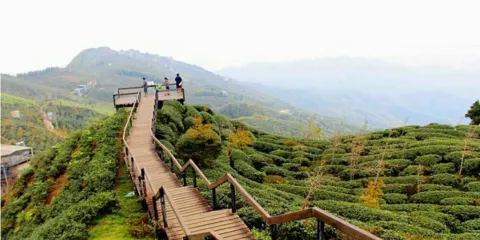大侖山觀光茶園銀杏林