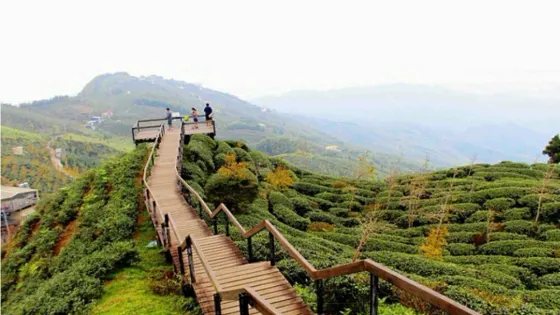 大侖山觀光茶園銀杏林