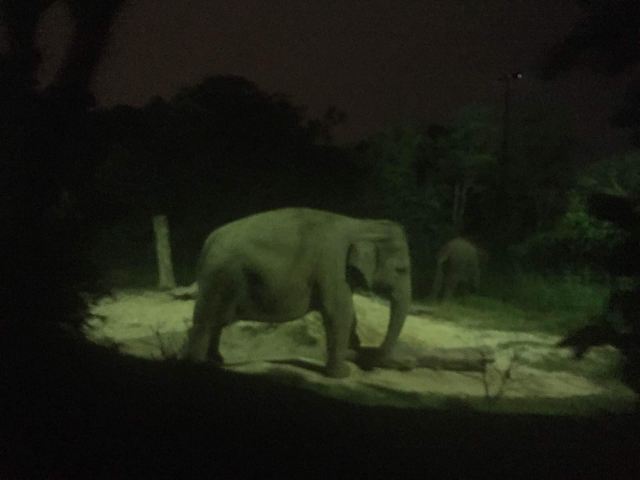 Night Safari