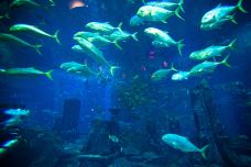 迪拜失落的空间水族馆-迪拜-doris圈圈