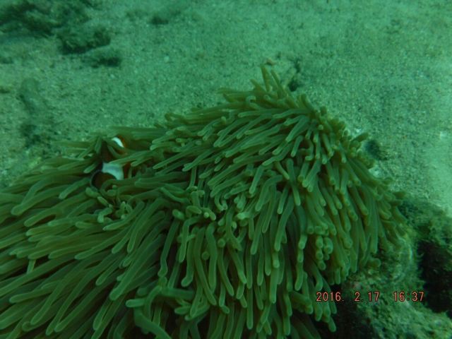 Koh Khai Nok