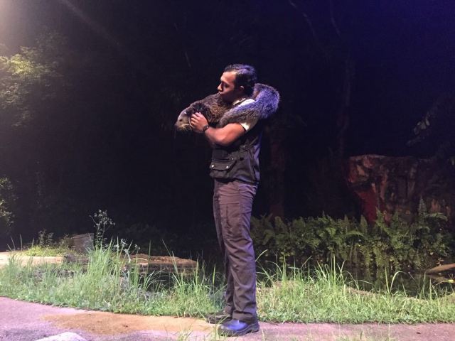 Night Safari