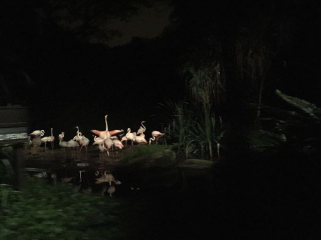 Night Safari