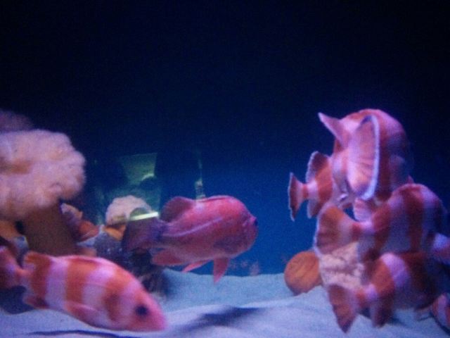 California Academy of Sciences