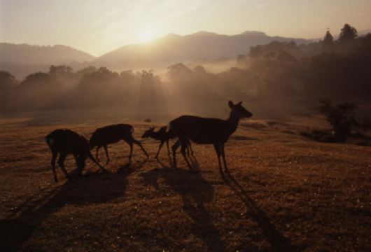 日本大阪奈良公园+伏见稻荷大社+二三年坂一日游【私家包车游】【专属行程管家，全程服务，私家包车，游玩自由，行程按需定制】
