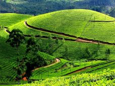 Mackwoods茶厂-努沃勒埃利耶区-42867