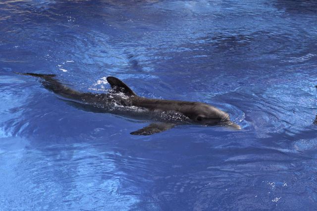 Siegfried Roy S Secret Garden Dolphin Habitat Attractions