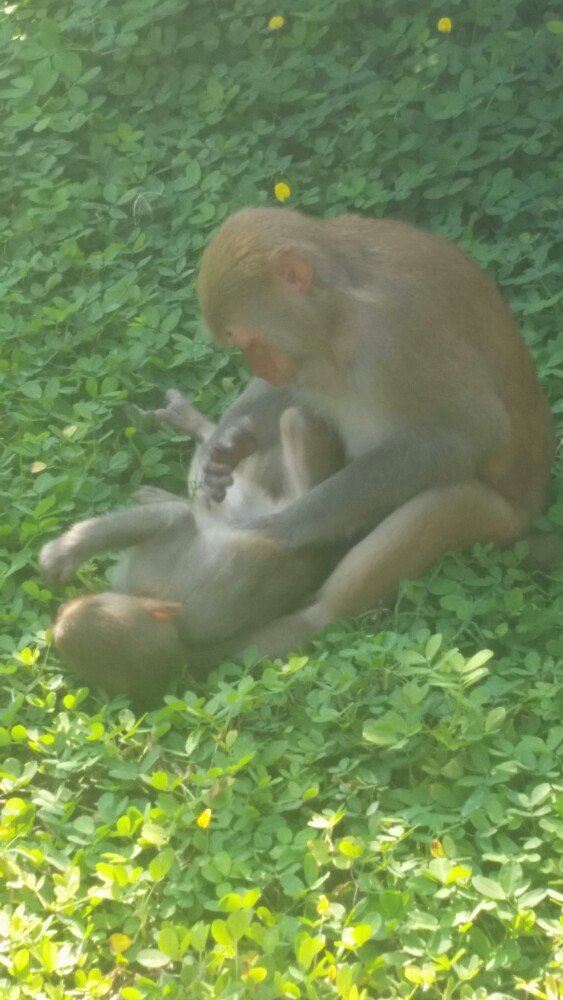 Nanwan Monkey Island