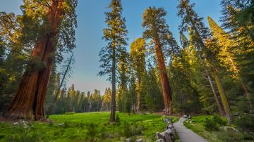 Sequoia & Kings Canyon National Parks