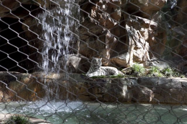 Siegfried & Roy's Secret Garden & Dolphin Habitat