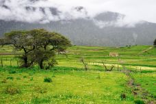 鲁朗花海牧场景区-林芝-doris圈圈