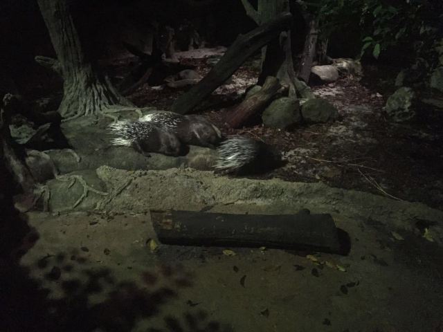 Night Safari