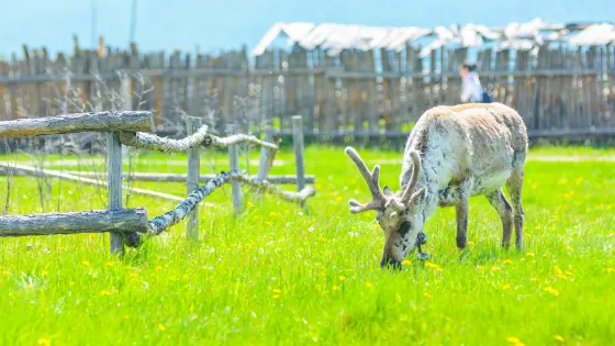 敖魯古雅馴鹿之鄉