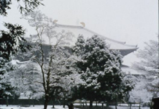 吉野町旅游图片-专注奈良赏樱2日游