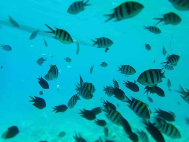 Banana Island