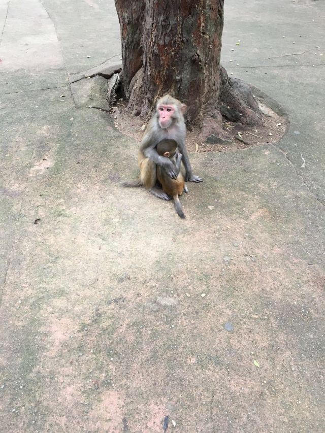 Nanwan Monkey Island