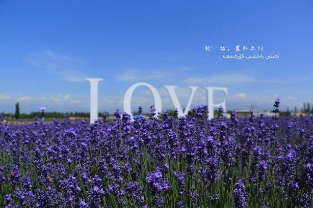 熏衣草基地