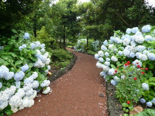 Camellia Hill