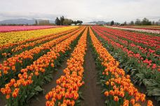 斯卡吉山谷-斯卡吉特县-Hello_Yuanzi